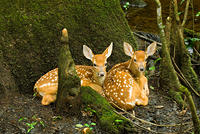 The Natural World