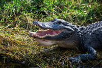 Alligators (10)