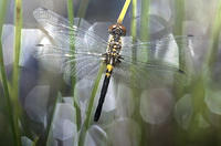 Banded Pennant Dragonfly