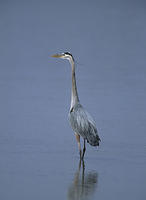 Blue heron