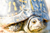 BoxTurtle