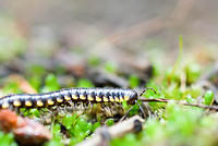 Centipede012