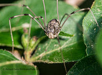 Daddy-Long-Legs