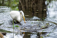 GreatEgret (65)