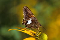 Silver Spotted Skipper