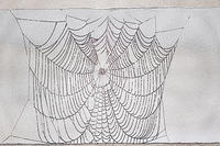 Spider Webs