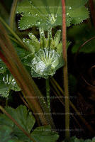 WaterDroplets