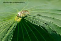 Water Drop On Lotus