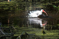 WhiteIbis (65)